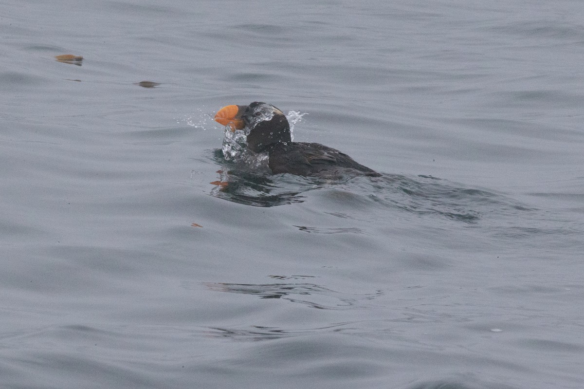 Tufted Puffin - ML20134131
