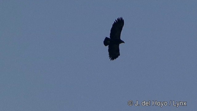 Indian Spotted Eagle - ML201341381