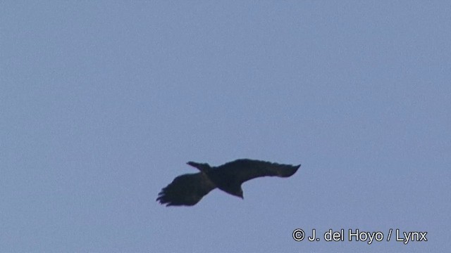 Indian Spotted Eagle - ML201341391