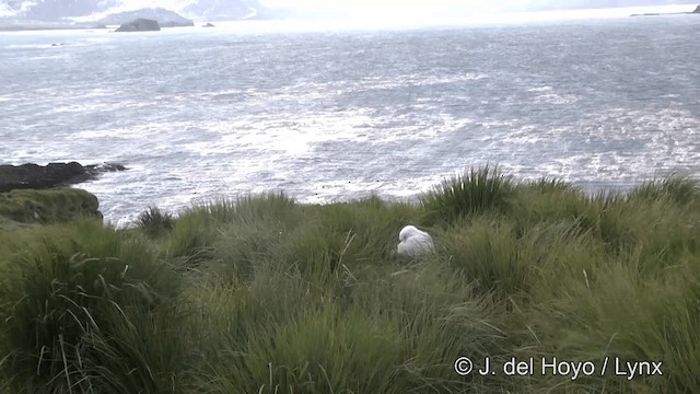 albatros stěhovavý - ML201341481