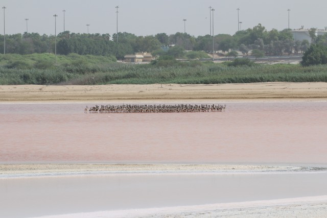 Crèches; Abu Dhabi, United Arab Emirates. - Greater Flamingo - 