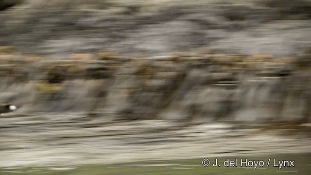 黃蹼洋海燕 - ML201341571