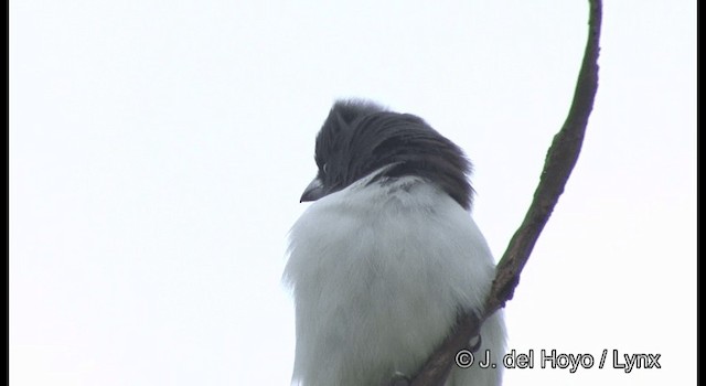 白胸燕鵙 - ML201342081