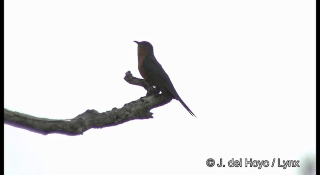 Fan-tailed Cuckoo - ML201342101