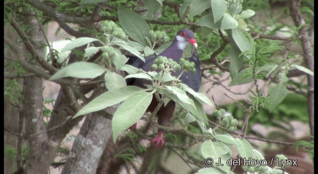 Pigeon à gorge blanche - ML201342121