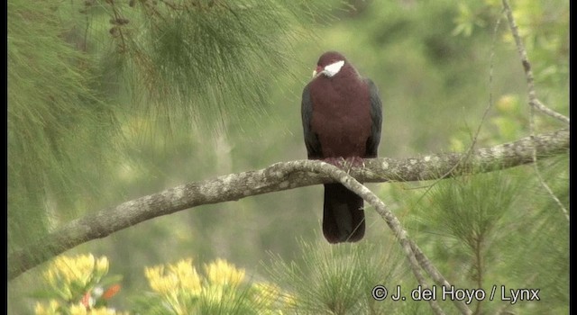 holub bělolící - ML201342131