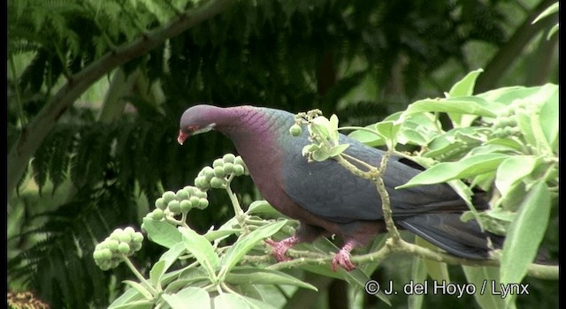 Pigeon à gorge blanche - ML201342141