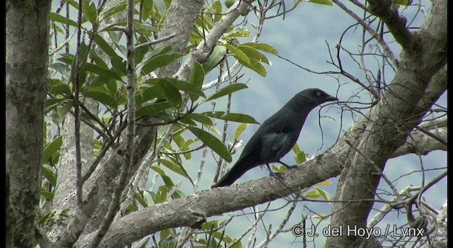 South Melanesian Cuckooshrike - ML201342171