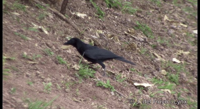 New Caledonian Crow - ML201342191