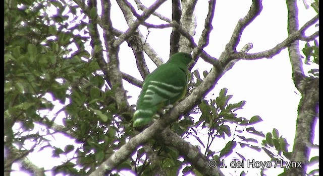 Cloven-feathered Dove - ML201342211