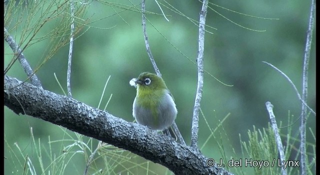  - Green-backed White-eye