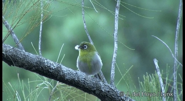 Neukaledonien-Brillenvogel - ML201342351