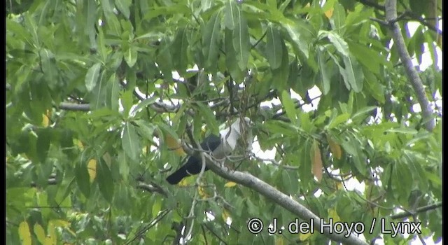 holub modroocasý - ML201342801