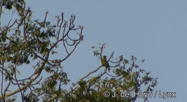 Great-billed Parrot - ML201342901