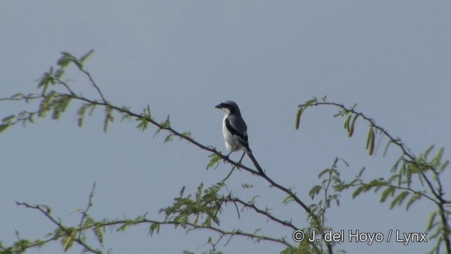 Great Gray Shrike (Indian) - ML201343081