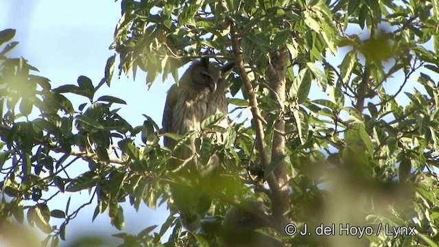 Dusky Eagle-Owl - ML201343161