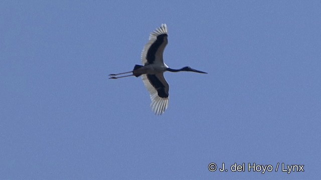 Black-necked Stork - ML201343241