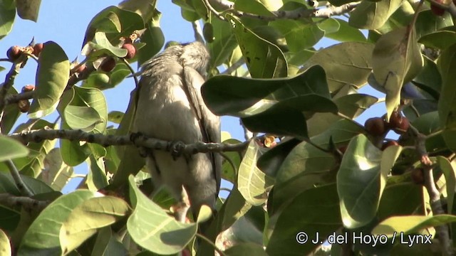 Indian Gray Hornbill - ML201343441