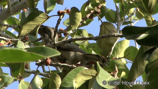 Indian Gray Hornbill - ML201343451