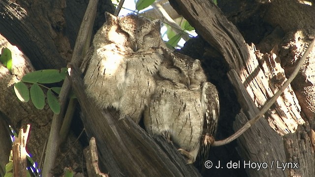 Indian Scops-Owl - ML201343461