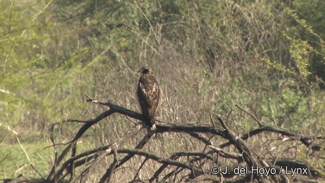 Crested Serpent-Eagle (Crested) - ML201343511