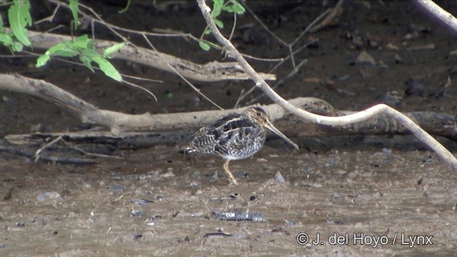 Pantanal Snipe - ML201343851