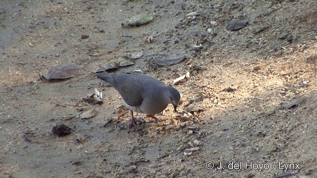 White-tipped Dove (brasiliensis Group) - ML201344021