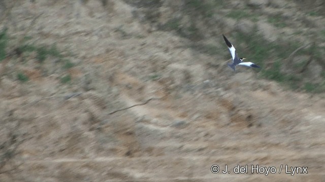 Large-billed Tern - ML201344271