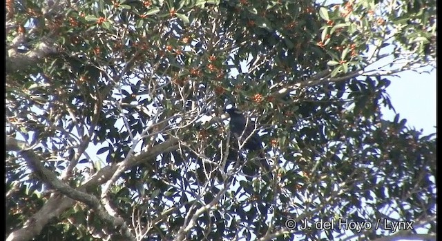 Меланезийский воронец - ML201344501