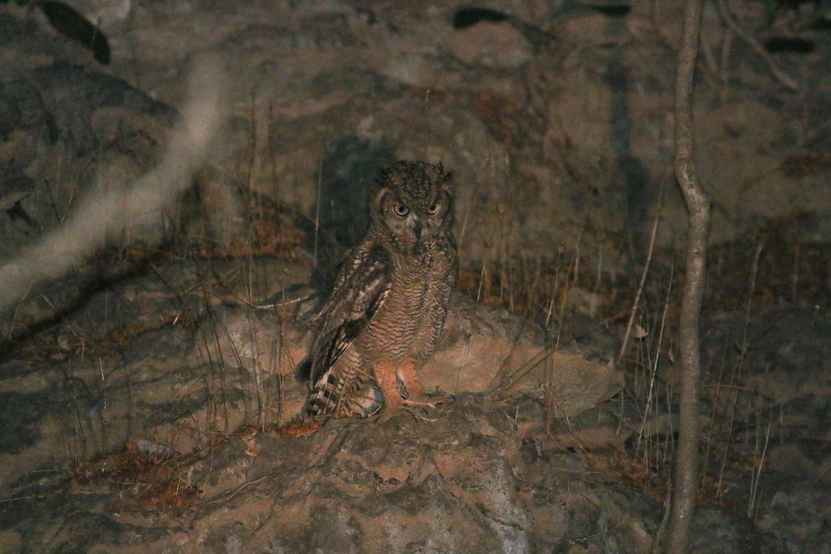 Arabian Eagle-Owl - ML20134451