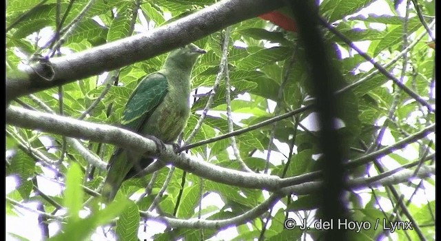 Red-bellied Fruit-Dove - ML201344591