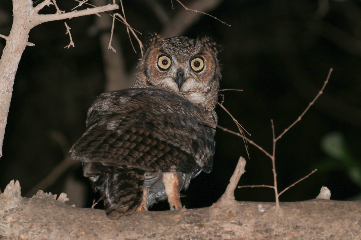 Arabian Eagle-Owl - ML20134461