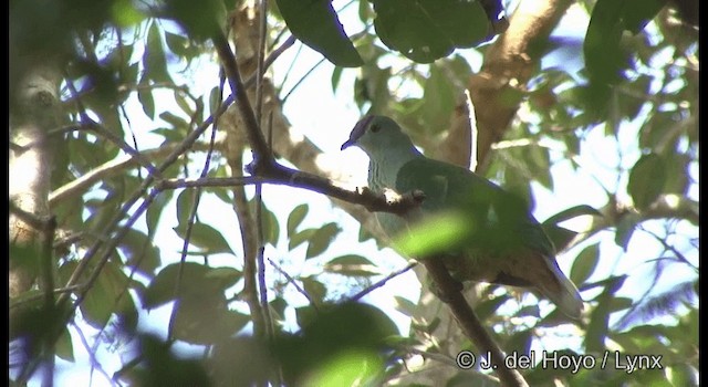Red-bellied Fruit-Dove - ML201344721