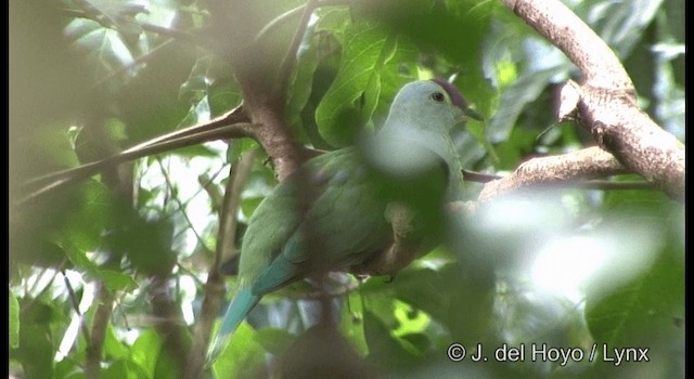Red-bellied Fruit-Dove - ML201344731