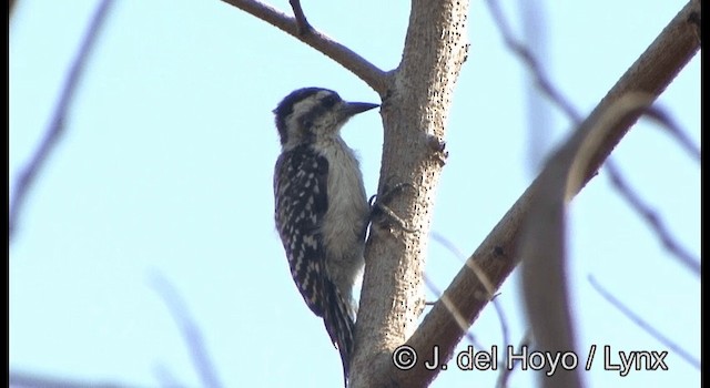 Sunda Pygmy Woodpecker - ML201345151