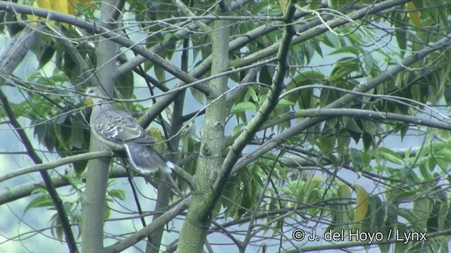 Oriental Turtle-Dove - ML201345421