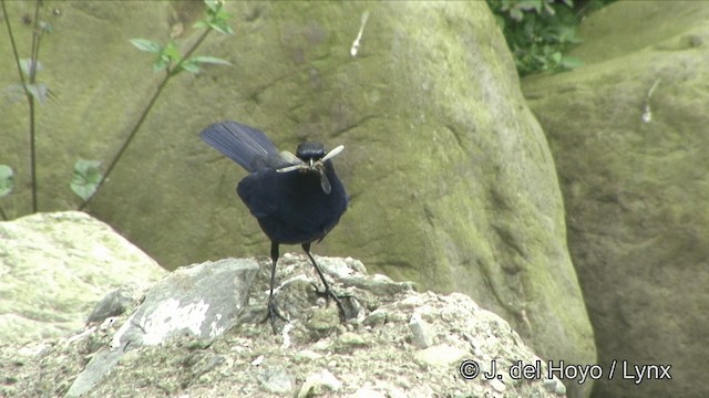 Тайваньская синяя птица - ML201345511