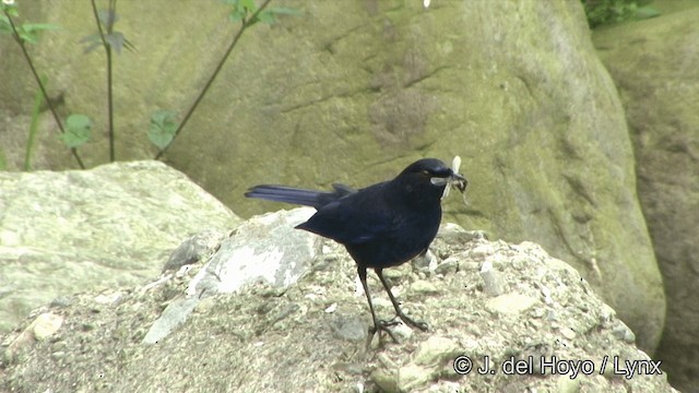 Тайваньская синяя птица - ML201345521
