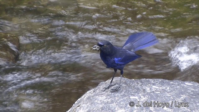 Тайваньская синяя птица - ML201345541