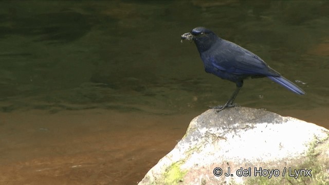 Тайваньская синяя птица - ML201345551