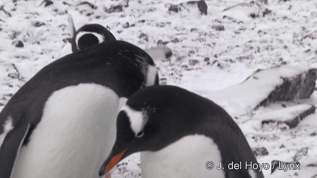 Gentoo Penguin - ML201345971