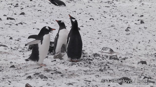 Gentoo Penguin - ML201345981