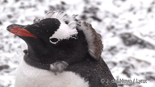 Gentoo Penguin - ML201345991