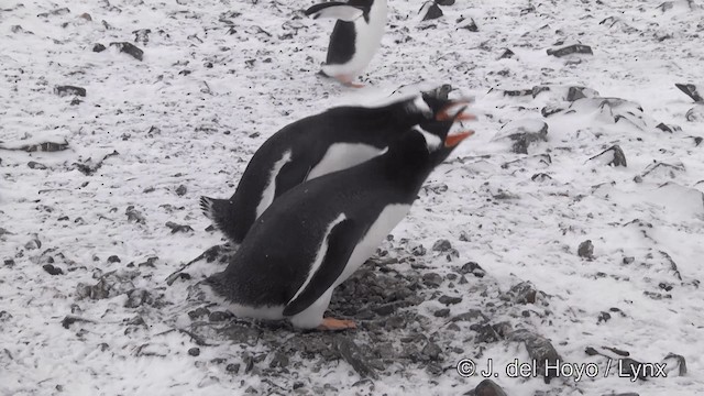 Gentoo Penguin - ML201346021