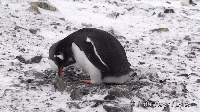 Gentoo Penguin - ML201346051
