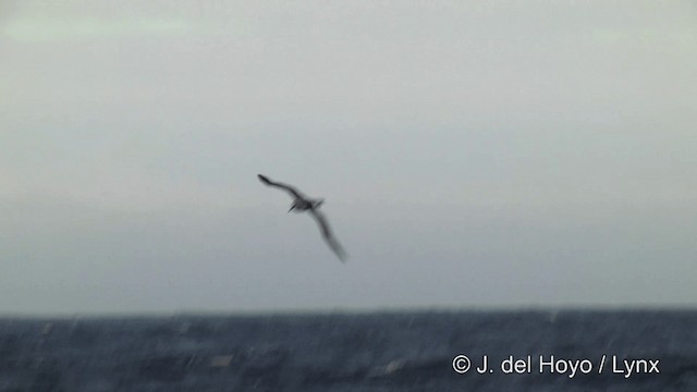 Boz Başlı Albatros - ML201346101