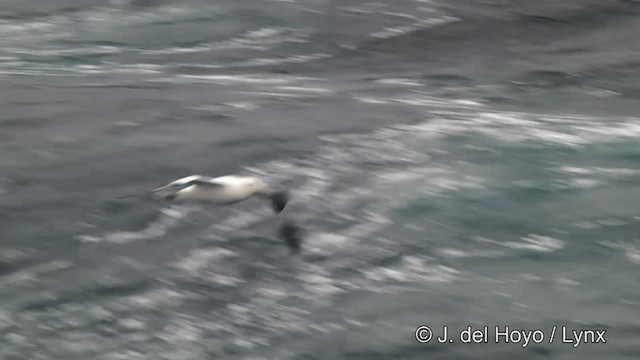 Albatros hurleur, A. de Tristan da Cunha ou A. des Antipodes - ML201346271