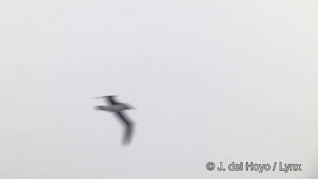 Gray-headed Albatross - ML201346311