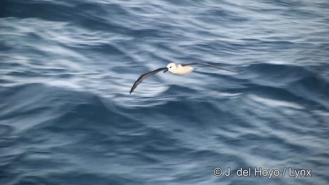 Boz Başlı Albatros - ML201346351