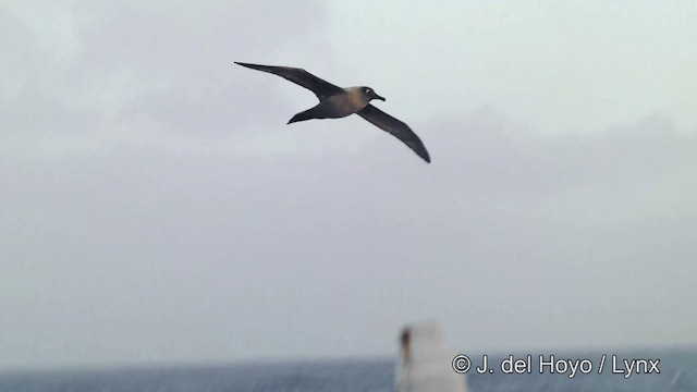Light-mantled Albatross - ML201346391